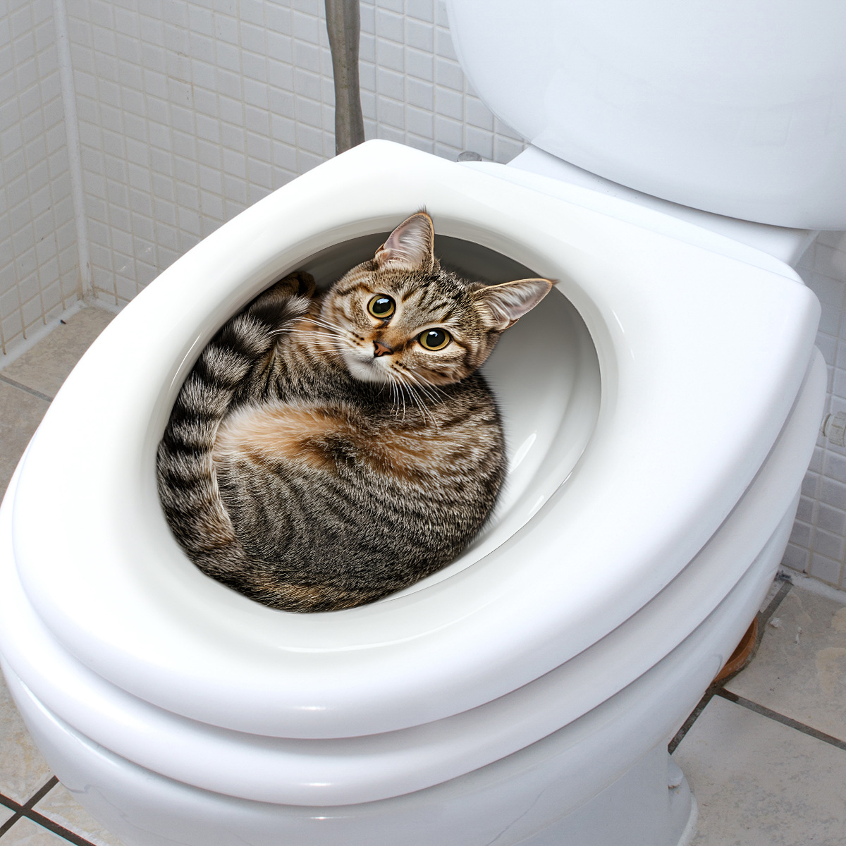 3D Lustige Katze Toilette Aufk – Tiny Home Bathroom Kit Bewertung und Preis